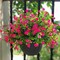 12 Bundles Artificial Flowers for Outdoors, UV Resistant Fake Flowers with Plastic Plants, Faux Flowers for Outside Window Box Front Porch Hanging Planter Decor (Pink) 13.7"D x 4"W x 4"H